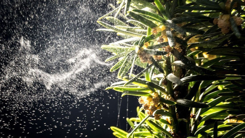Tips on How to Cope During Allergy Season