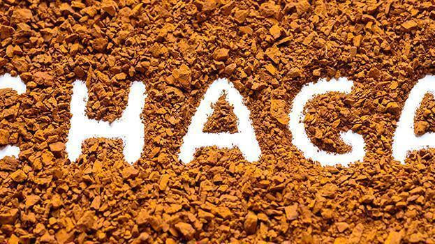 The Chaga Story: A Fungus with Amazing Benefits