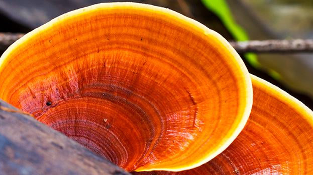 5 Benefits of Reishi Mushroom