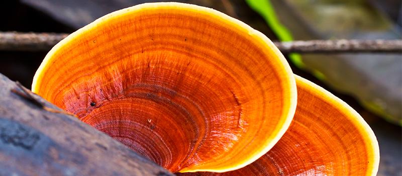 5 Benefits of Reishi Mushroom