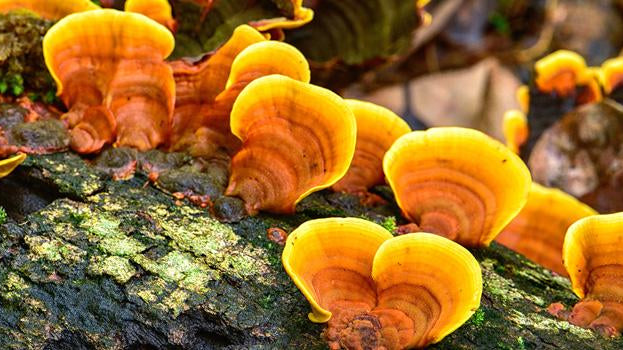 Medicinal Mushrooms – What They Are & Why You Should Take Them