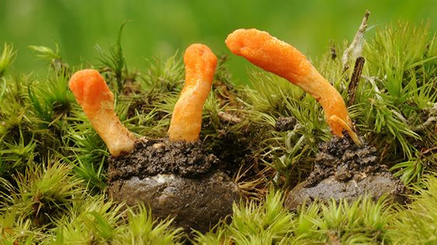 A Tale of Two Cordyceps
