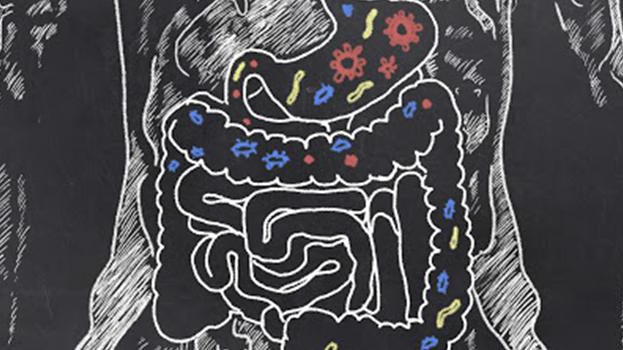 7 Tips to a Healthier Gut