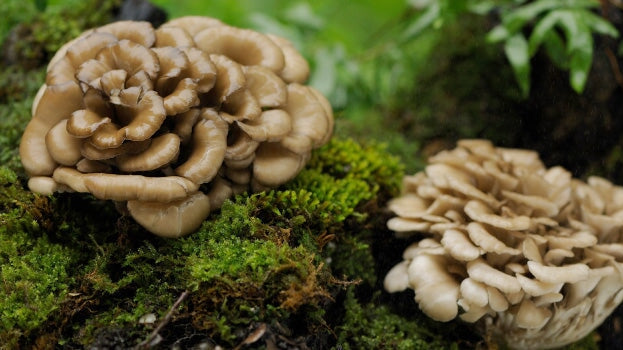 Exploring the Power of Maitake Mushrooms