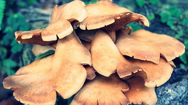 Real Mushrooms vs. Mycelia