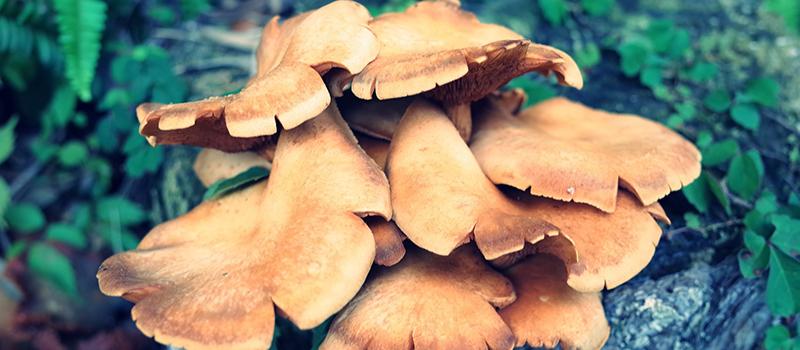 Real Mushrooms vs. Mycelia