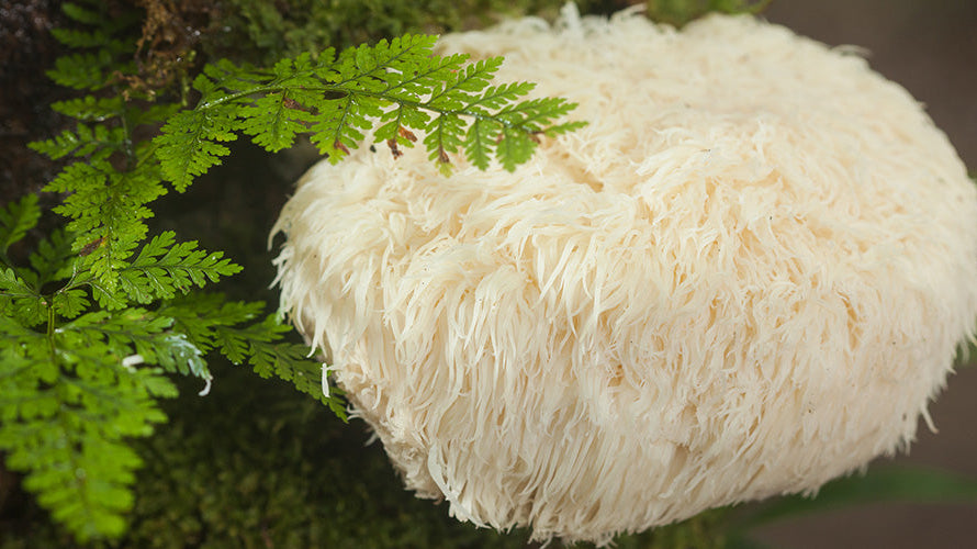 Everything You Need to Know About Lion's Mane