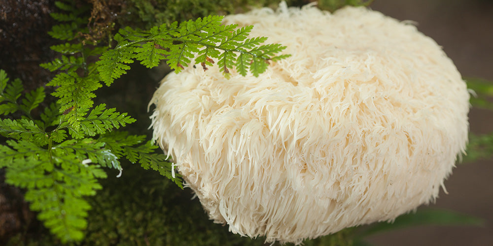 Everything You Need to Know About Lion's Mane