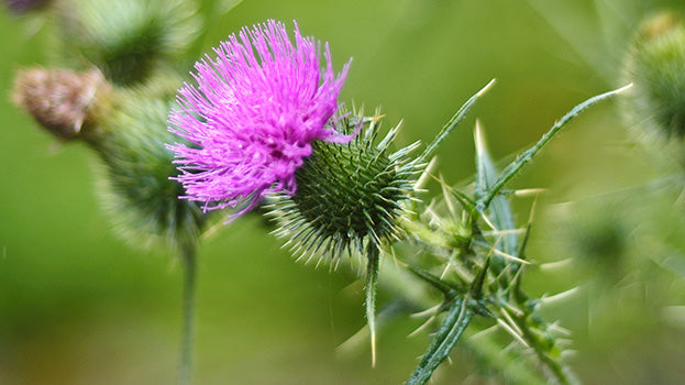 6 Science-Based Benefits of Milk Thistle