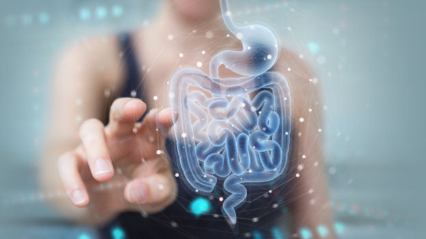 Your Digestive System 101