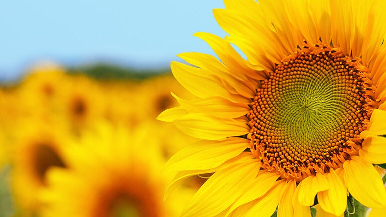 Vitamin E: Benefits, Sources, & Why You Need It