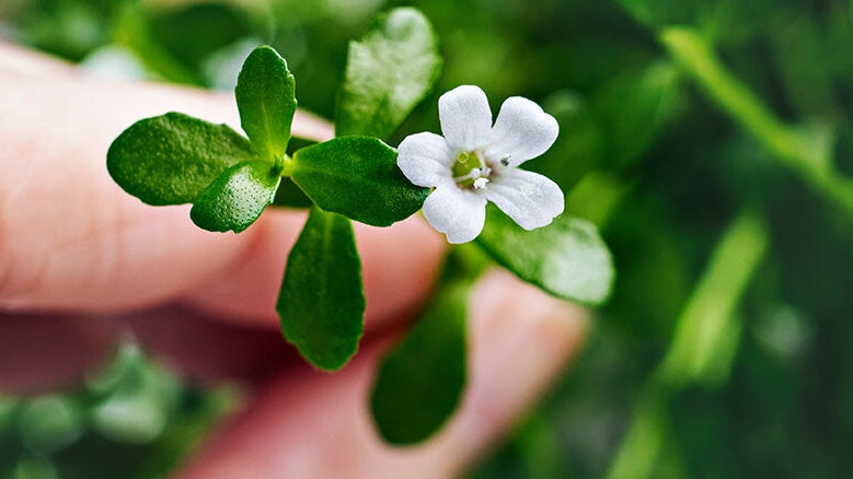 6 Mind-blowing Herbs for Memory & Brain Health