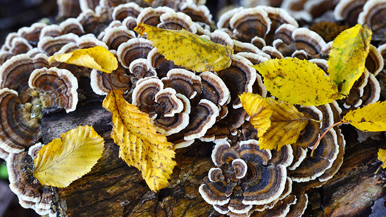 The Complete Guide to Turkey Tail