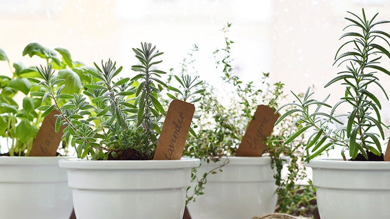 Start Your Own Herb Garden Using These 5 Tips