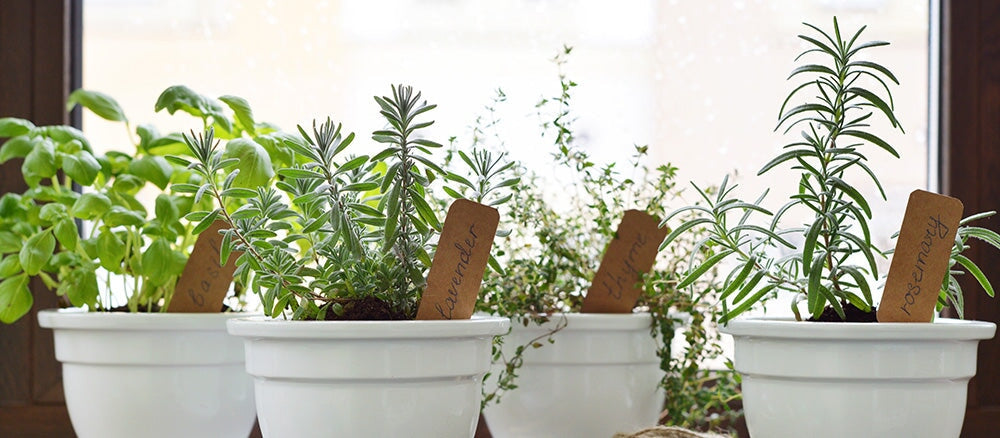 Start Your Own Herb Garden Using These 5 Tips