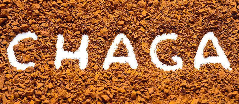 The Chaga Story: A Fungus with Amazing Benefits