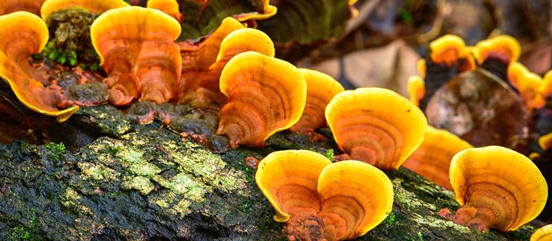 Medicinal Mushrooms – What They Are & Why You Should Take Them