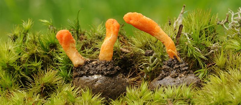 A Tale of Two Cordyceps