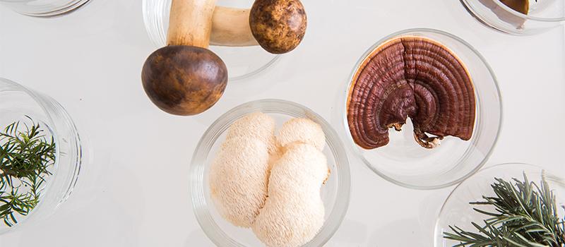 Nammex – Our Partner in Organic Mushrooms