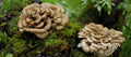 Exploring the Power of Maitake Mushrooms