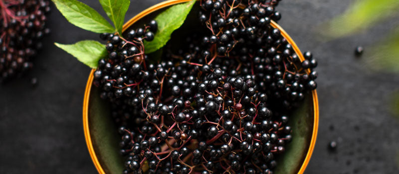 Everything You Need to Know About Elderberry and Its Many Benefits