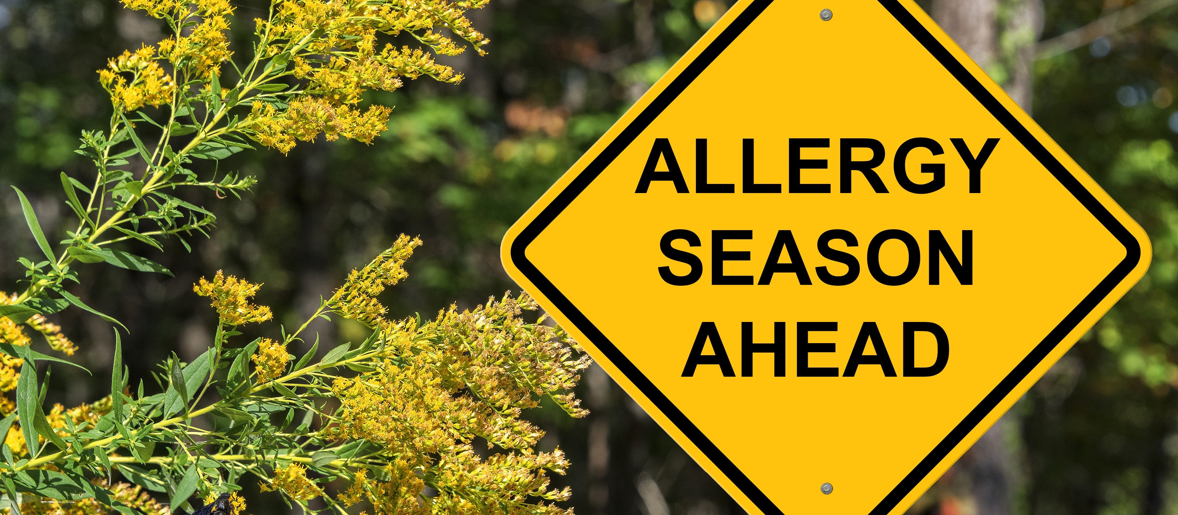 A Beginner’s Guide to Allergies