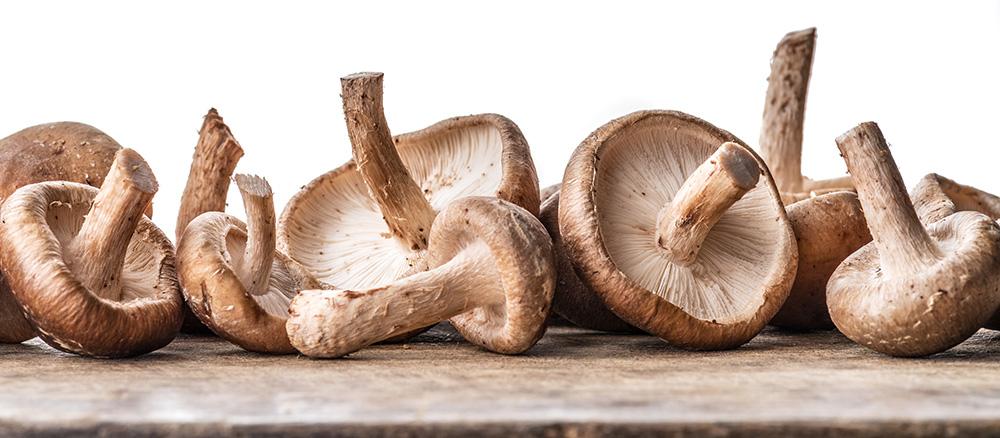 Shiitake – the Hidden Gem of Ordinary Mushrooms