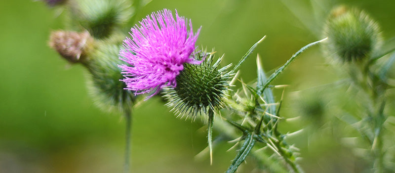 6 Science-Based Benefits of Milk Thistle