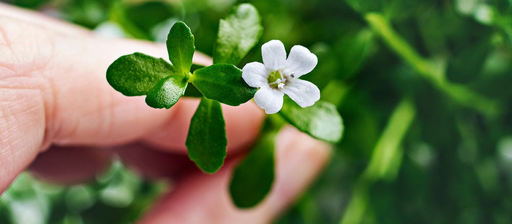 6 Mind-blowing Herbs for Memory & Brain Health