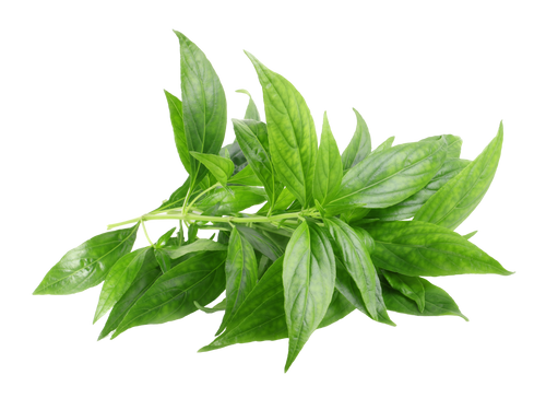 Andrographis Paniculate