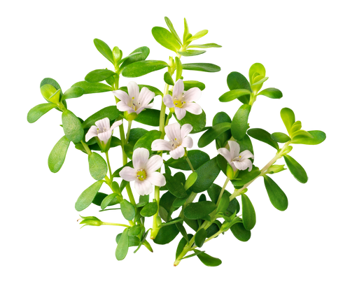 Bacopa Monnieri