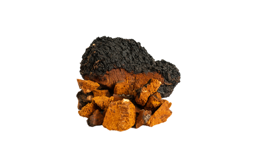 Chaga