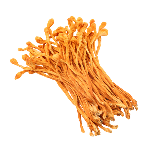 Cordyceps