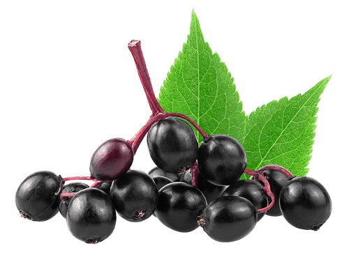 Elderberry