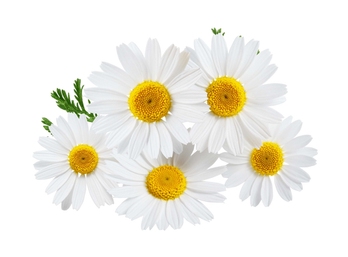 German Chamomile