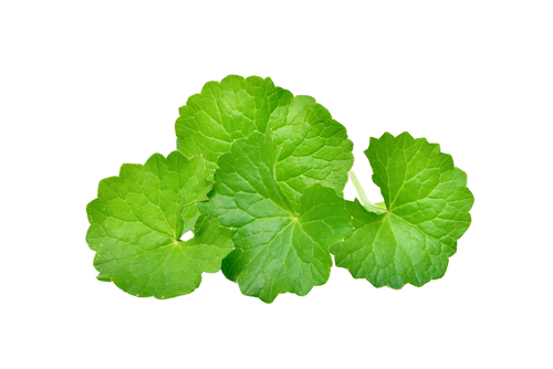 Gotu Kola Leaf