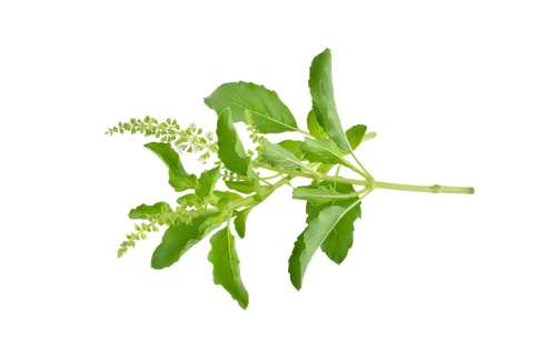 Holy Basil