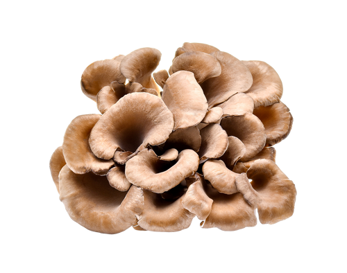 Maitake
