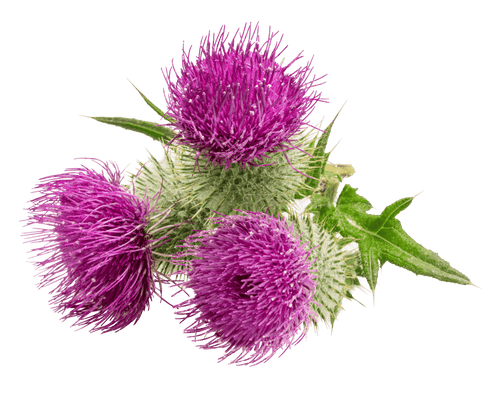 Milk Thistle