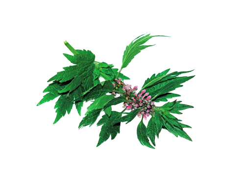 Motherwort