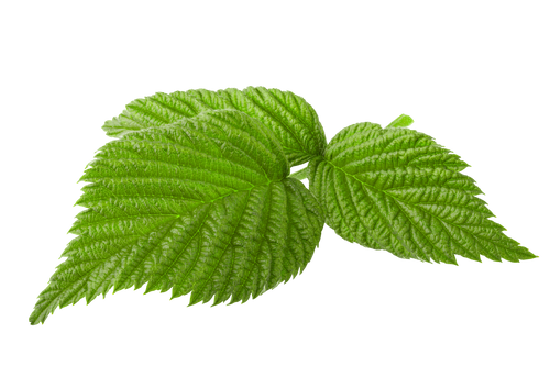 Raspberry Leaf