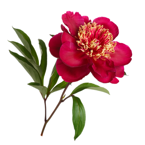 Red Peony