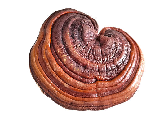 Royal Red Reishi