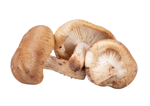 Shiitake