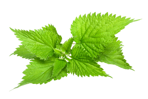 Stinging Nettle Leaf