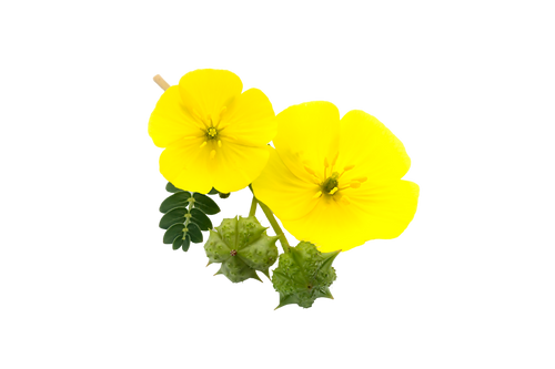 Tribulus Terrestris