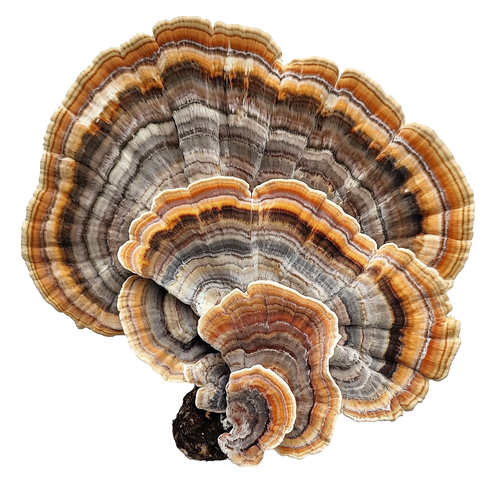 Turkey Tail