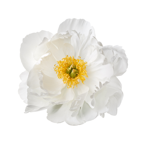 White Peony